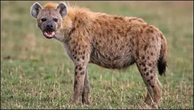La hyène possède la mâchoire la plus puissante !