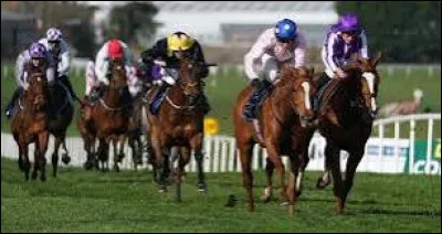 Comment s'appelle le champ de courses des chevaux ?