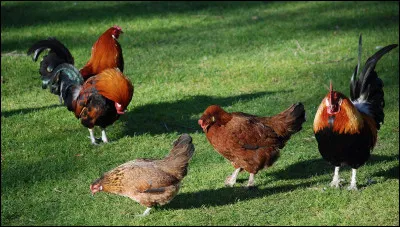 Aimes-tu les poules ?