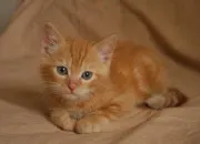 Quiz Quiz sur les chats - partie 1