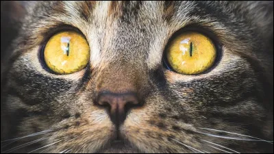 Un chat a les pupilles dilatées quand :