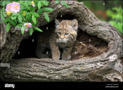 C'est l'heure de la patrouille de l'aube. Que fais-tu ?