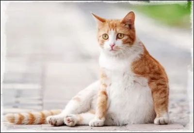 Combien de temps dure la période de gestation dune chatte en moyenne ?