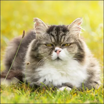 Quelle est lespérance de vie dun chat en moyenne ?