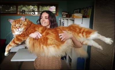 Quelle est la taille du plus grand chat du monde ?
