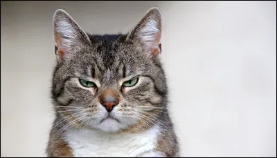 Lorsque le chat est en colère :