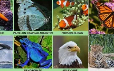 Quiz Animaux