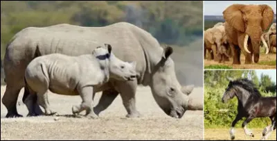 Quel animal possède le plus grand cerveau par rapport à sa taille corporelle ?