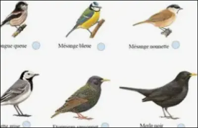 Quel est le seul mammifère capable de voler ?