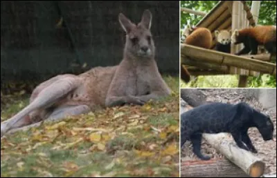 Quel animal peut dormir debout ?