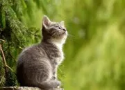 Quiz Quiz Vrai ou faux - Spcial animaux - 2