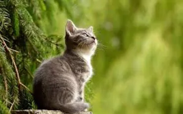Quiz Animaux