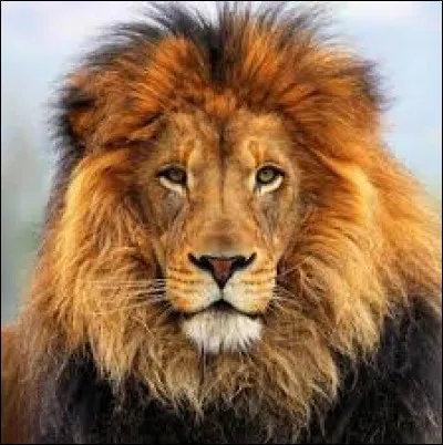 Le lion ne dort presque jamais !