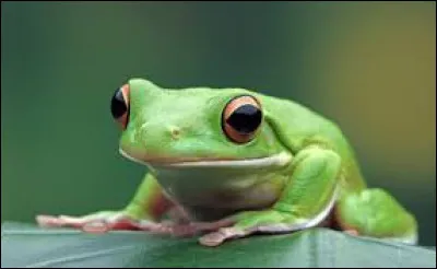 Les grenouilles mangent de l'herbe !