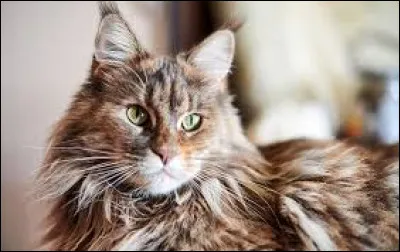 Les chats sont des animaux solitaires !