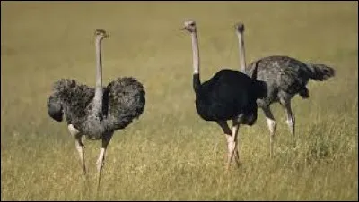 L'autruche est un oiseau qui ne vole pas !