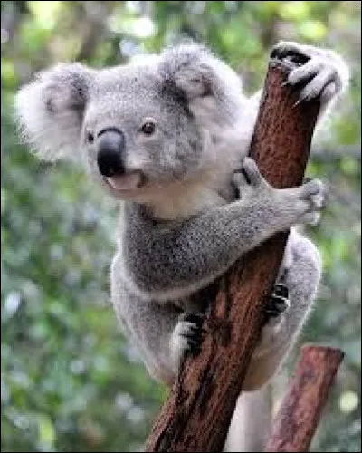 Le koala mange principalement du bambou !