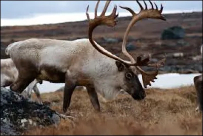 Le caribou est une sorte de cerf !