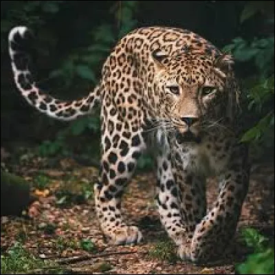 Le léopard est le félin le plus rapide !