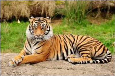 Les animaux sont tous des mammifères !