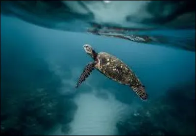 Comment qualifie-t-on un être vivant en haute mer ?