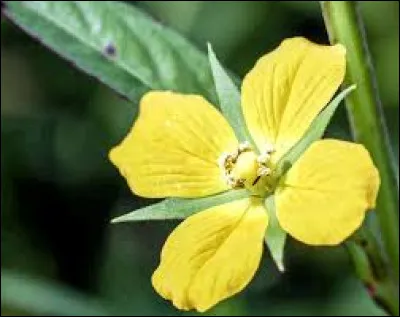 Comment appelle-t-on l'ensemble des pétales d'une fleur ?