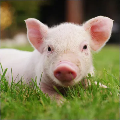 En France, il est interdit de nommer son cochon Napoléon.