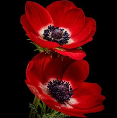 "L'anémone et l'ancolie ont poussé dans le jardin" est le premier vers d'un poème publié dans le recueil "Alcools". Qui en est l'auteur ?