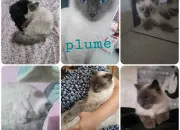 Quiz Races de chats