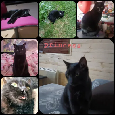 Quelle est sa race ?