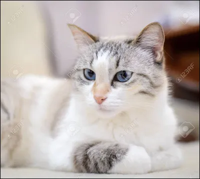 Quel est ce chat aux magnifiques yeux bleus ?