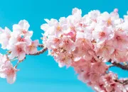 Quiz Sakura/fleur de cerisier