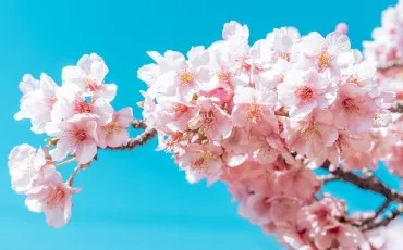 Quiz Fleurs