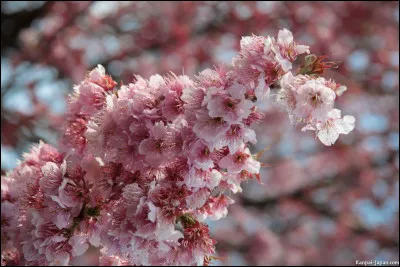 Bienvenue, quelle fille porte "Sakura" en prénom ?
