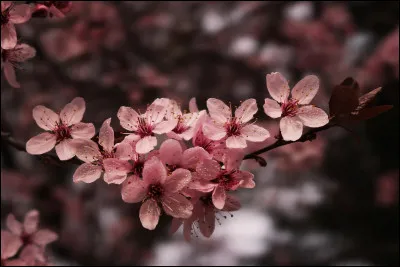 Y a-t-il une fête pour les sakuras ?