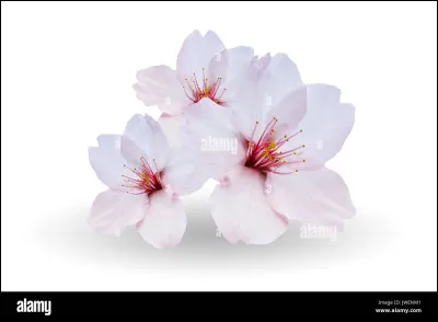 Que signifie le mot « Sakura » en japonais ?