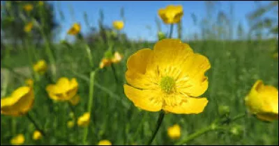 Comment se nomment ces fleurs jaunes ?