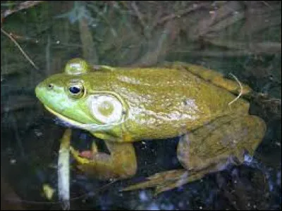 Animaux : Quelle grenouille d'Amérique du Nord de grande taille est aussi appelée grenouille-taureau ?