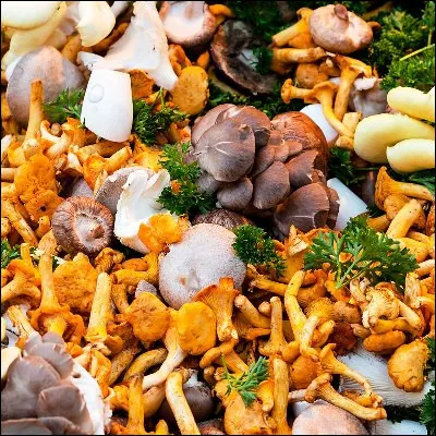 Quel pigment biologique est présent chez les plantes photosynthétiques, mais pas chez les champignons ?