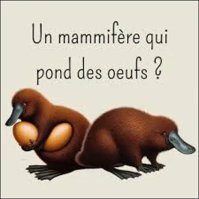 Quel nom désigne les mammifères qui pondent les ufs ?