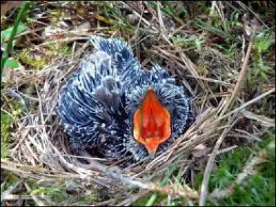 Quel oiseau pond ses ufs dans le nid d'un autre ?