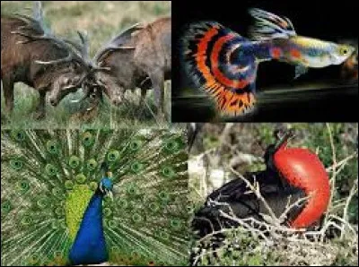 Comment appelle-t-on la théorie selon laquelle les animaux s'adaptent continuellement à leur environnement ?