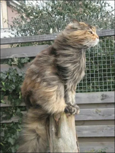 Que penses-tu du vent ?