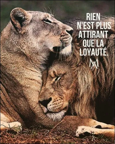 Es-tu loyal ?