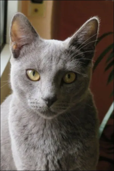 Ton pelage est-il court ou long ?