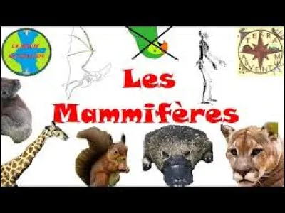 L'homme est-il un mammifère ?