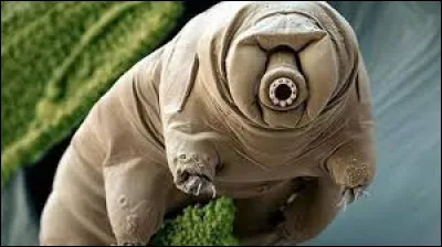 Quel est l'animal le plus puissant du monde ?