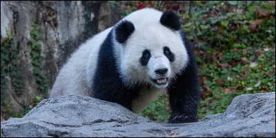 Dans quel film y a-t-il des animaux ?