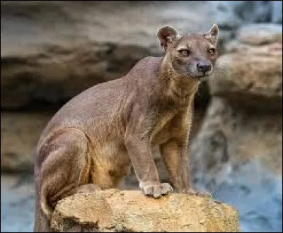 Sur quelle île le fossa vit-il ?