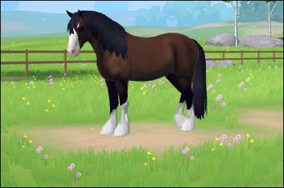 De quelle race est ce cheval ?